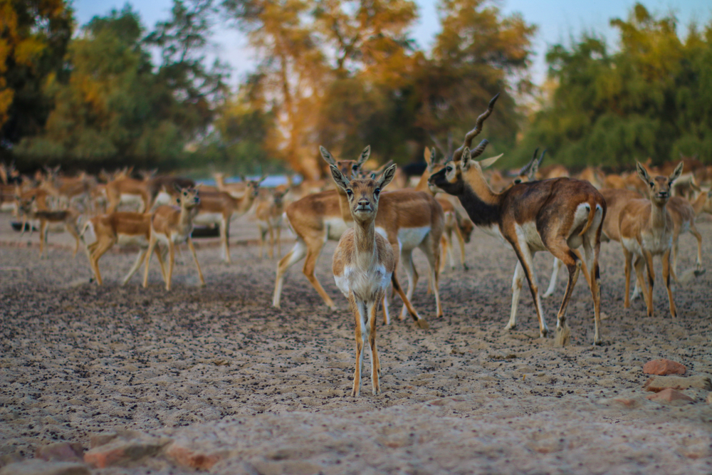 Lal suhanra National Park