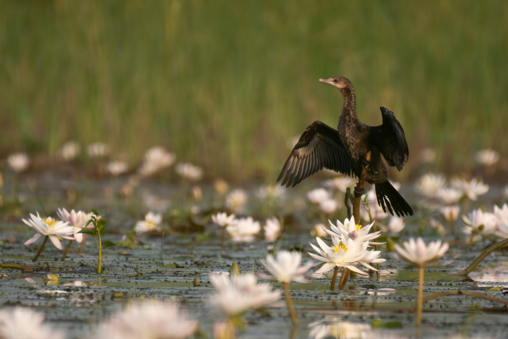 Podilski Tovtry National Park