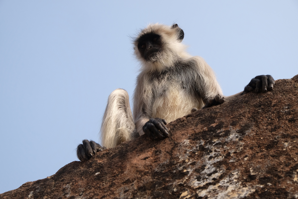 Machiara National Park