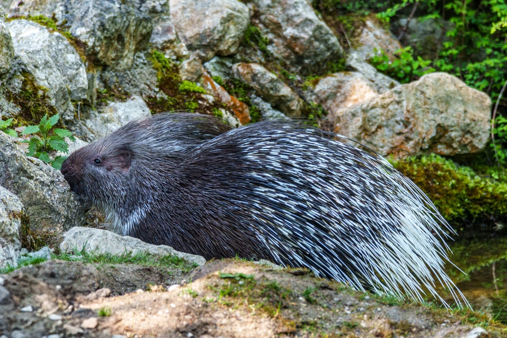 Tolipir National Park