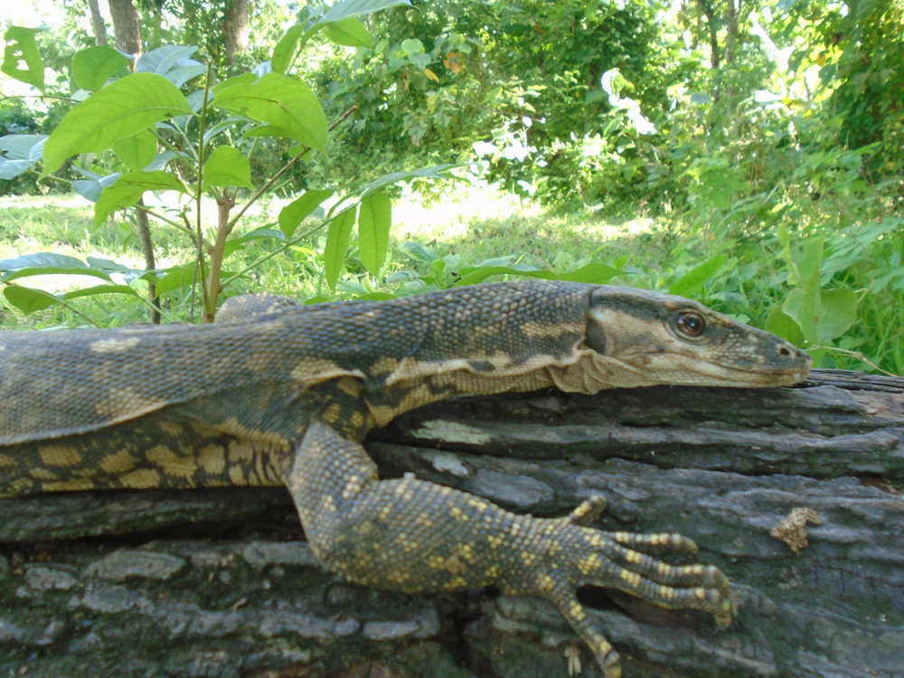 Salikata National Park