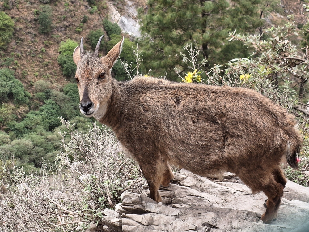 Tolipir National Park