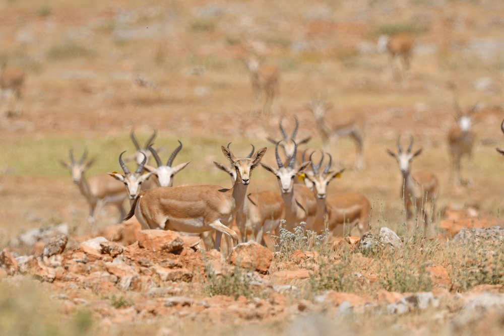 Yozgat Pine Grove National Park