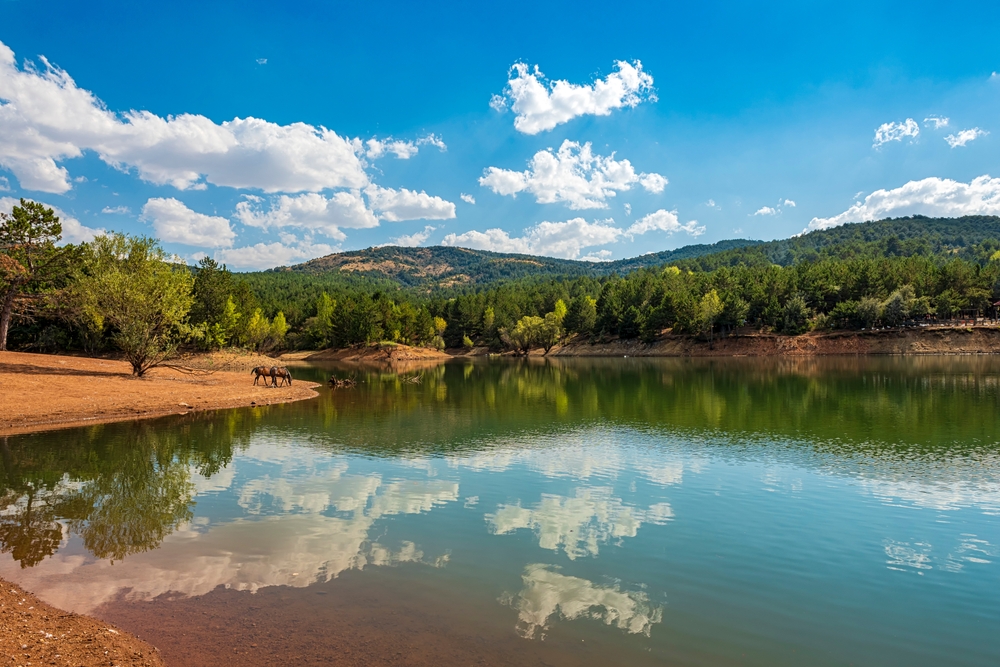 Yozgat Pine Grove National Park