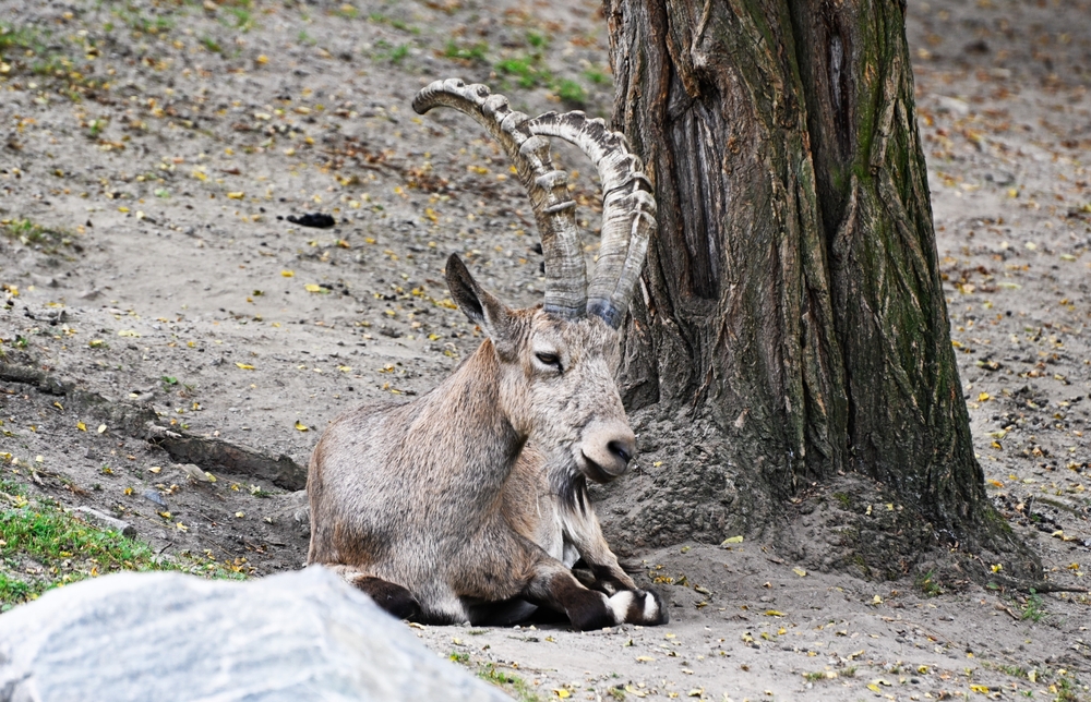 Zaamin National Park
