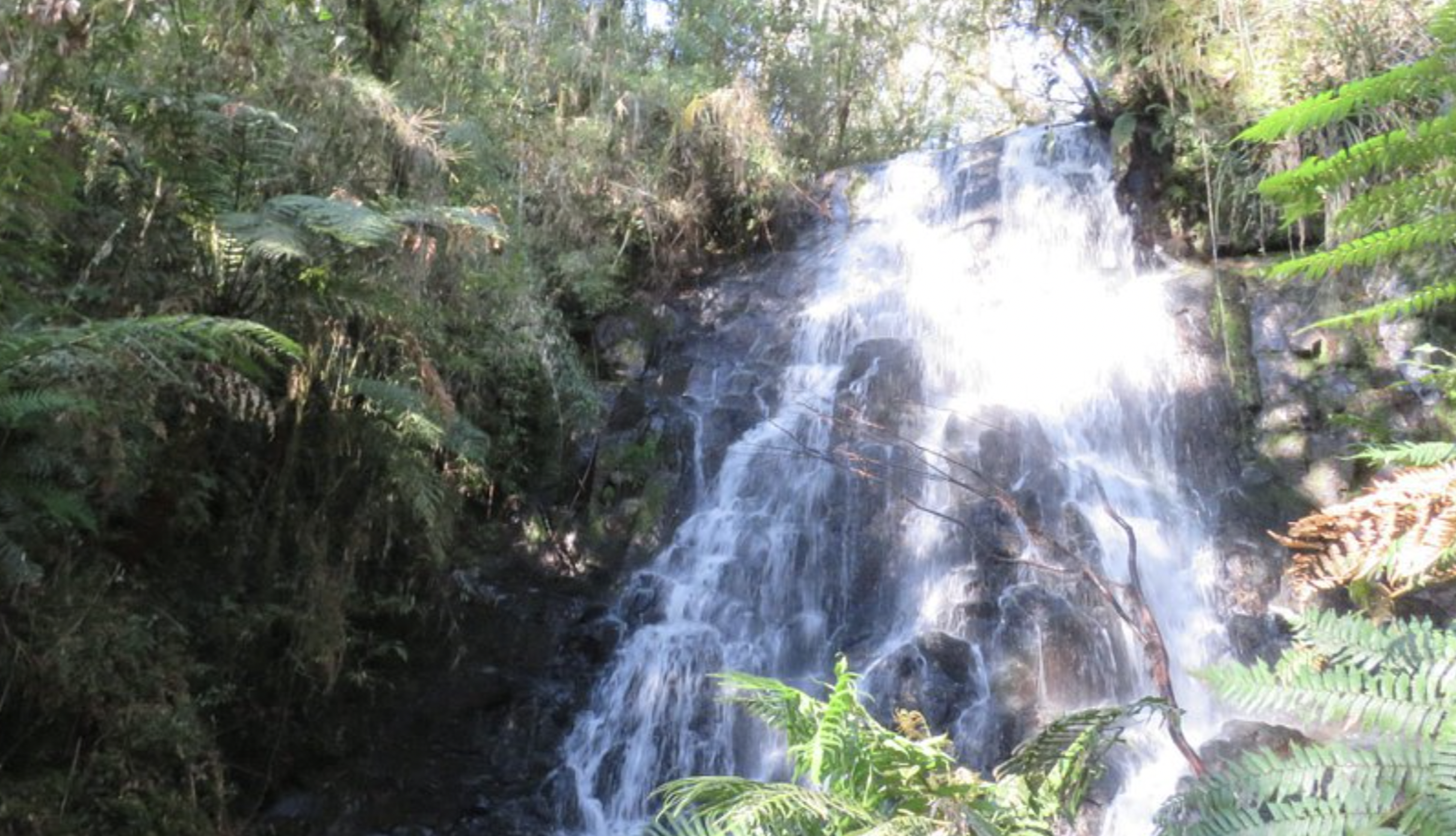 Araucarias National Park
