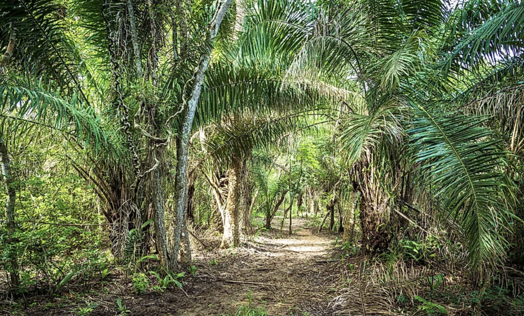 Furna Feia National Park
