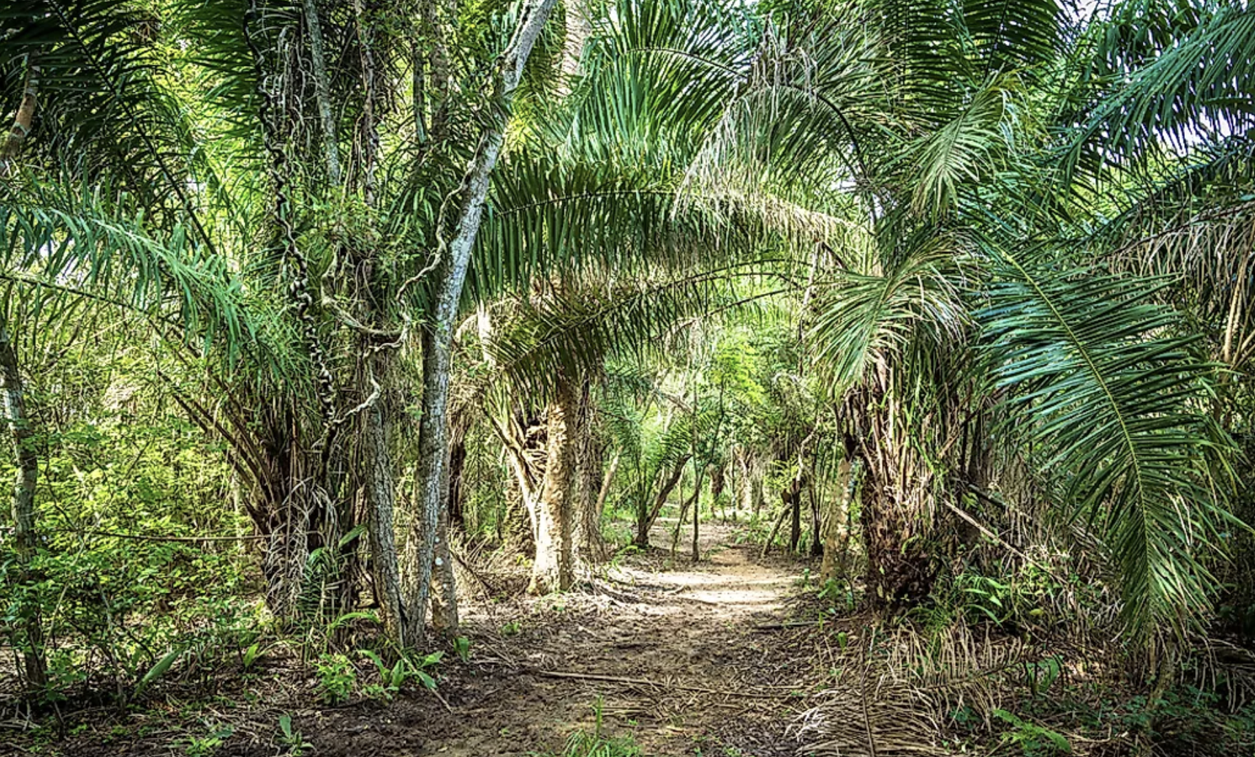 Campos Amazônicos National Park