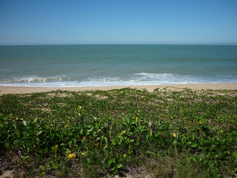 Jurubatiba Sandbank National Park