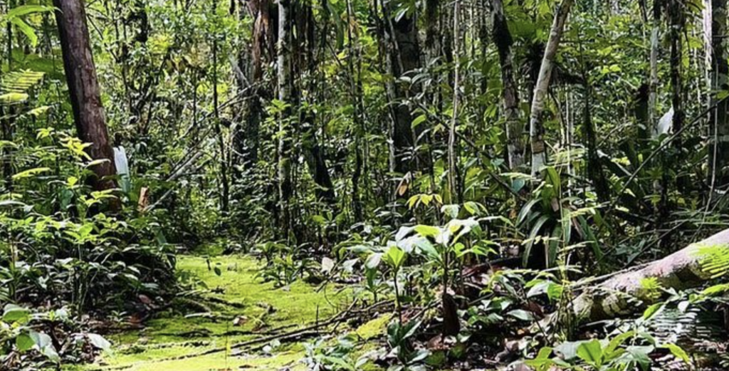Rio Novo National Park