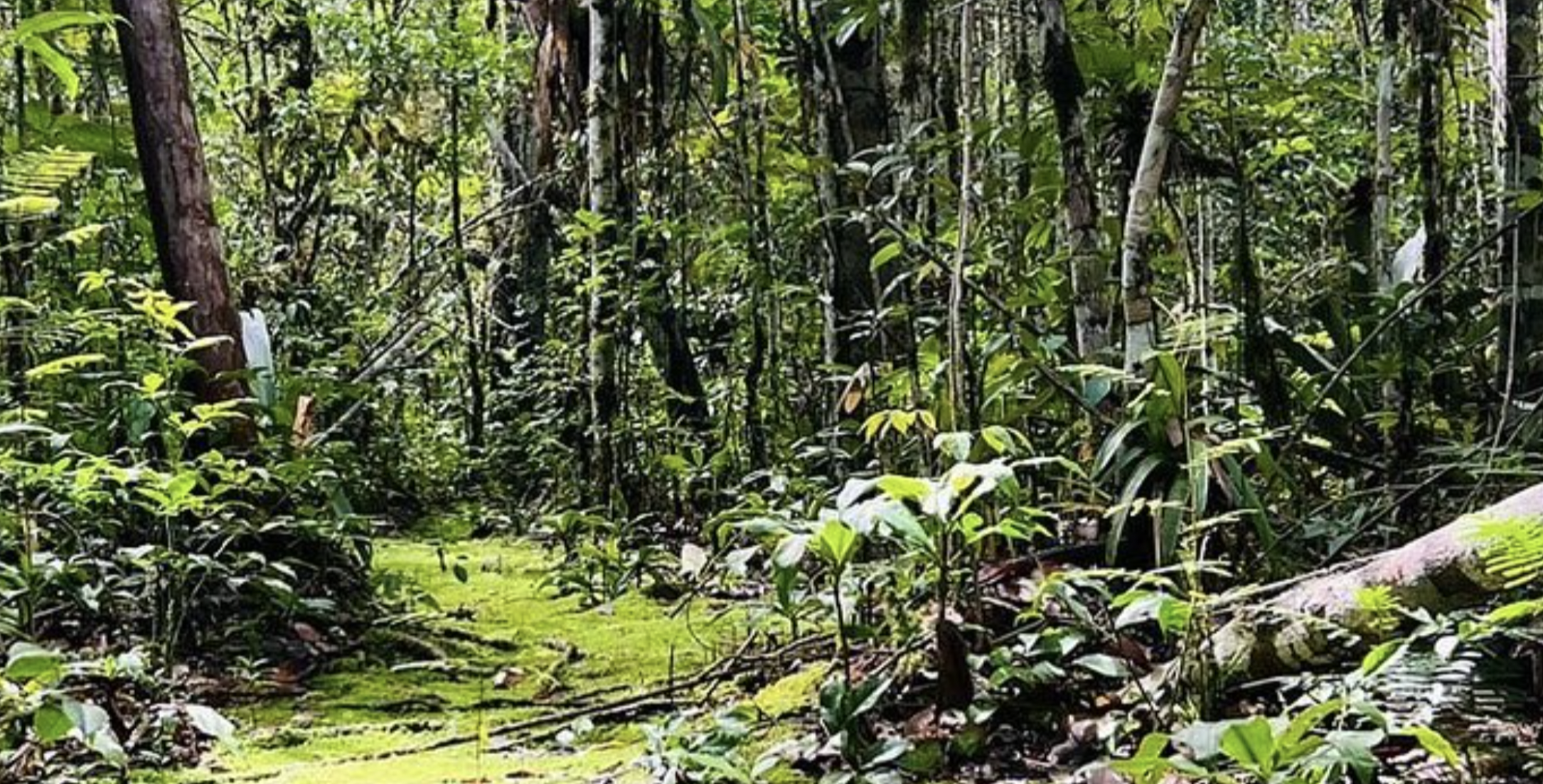 Pau Brasil National Park