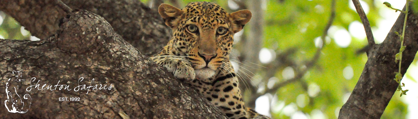 Shenton Safaris’ Kaingo Camp